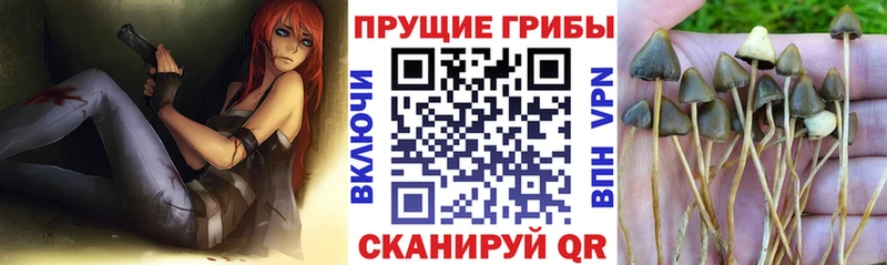 darknet клад Новокубанск Галлюциногенные грибы Psilocybe mega зеркало