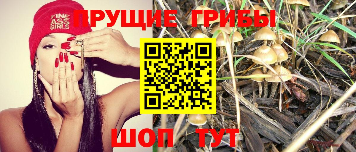 Галлюциногенные грибы Psilocybe  где найти наркотики  Новокубанск  Псилоцибиновые грибы Psilocybe 